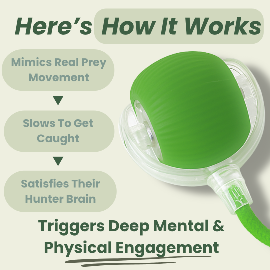 The Toy That Understands How Cats Hunt and Play